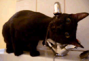 chat-noir-lavabo